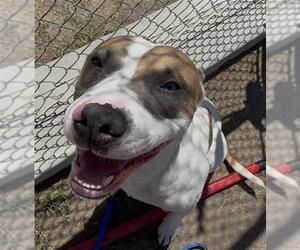 Mutt Dogs for adoption in Bakersfield, CA, USA