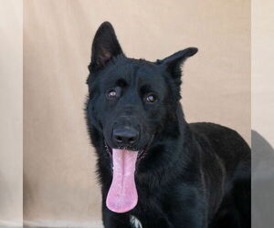 German Shepherd Dog Dogs for adoption in Pasadena, CA, USA