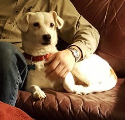 Beagi Dogs for adoption in Potomac, MD, USA