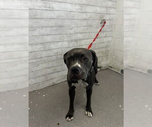 American Pit Bull Terrier Dogs for adoption in San Bernardino, CA, USA