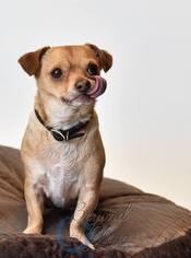 Chiweenie Dogs for adoption in Oxford, MI, USA