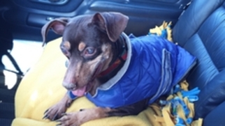 Miniature Pinscher Dogs for adoption in Philadelphia, PA, USA
