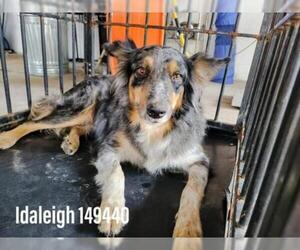 Australian Shepherd Dogs for adoption in Stephens City, VA, USA