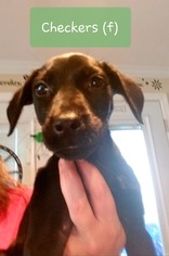 Medium Photo #1 Borador Puppy For Sale in Mechanicsburg, PA, USA