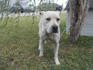 Bull-Boxer Dogs for adoption in Rosenberg, TX, USA