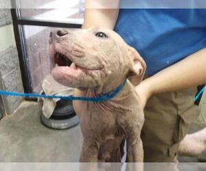 Mutt Dogs for adoption in Tulsa, OK, USA