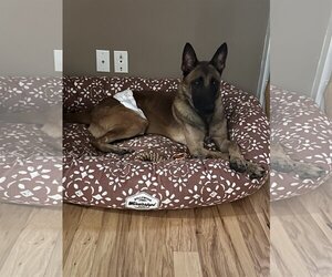 Mutt Dogs for adoption in Stevens Point, WI, USA