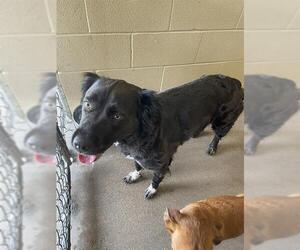 Border Collie-Unknown Mix Dogs for adoption in Waco, TX, USA