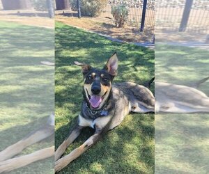 German Shepherd Dog-Greyhound Mix Dogs for adoption in Chandler, AZ, USA