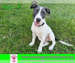 American Staffordshire Terrier Dogs for adoption in Pensacola, FL, USA