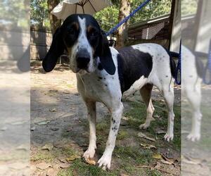 Treeing Walker Coonhound Dogs for adoption in Calverton, NY, USA