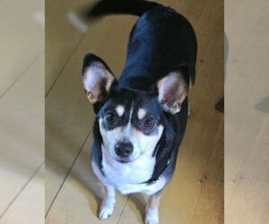 Rat-Cha Dogs for adoption in Alexander, AR, USA