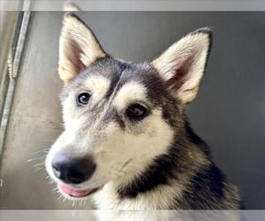 Siberian Husky Dogs for adoption in San Bernardino, CA, USA