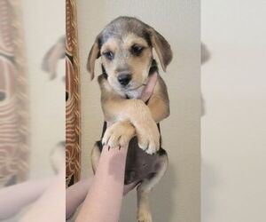 Huskies -Unknown Mix Dogs for adoption in Grafton, WI, USA