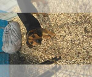 Black and Tan Coonhound-Unknown Mix Dogs for adoption in Pandora, TX, USA