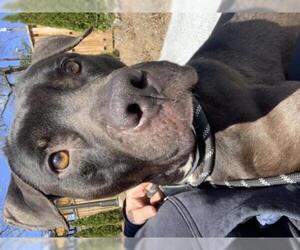 Labrador Retriever Dogs for adoption in Greenbelt, MD, USA
