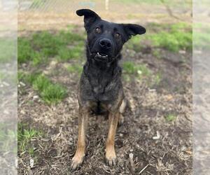German Shepherd Dog-Unknown Mix Dogs for adoption in Modesto, CA, USA