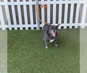 Chihuahua-Unknown Mix Dogs for adoption in Modesto, CA, USA