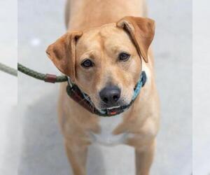 Labrador Retriever-Unknown Mix Dogs for adoption in San Diego, CA, USA
