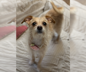 Chihuahua-Unknown Mix Dogs for adoption in Phoenix, AZ, USA