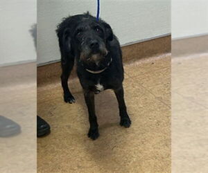 Mutt Dogs for adoption in Sacramento, CA, USA