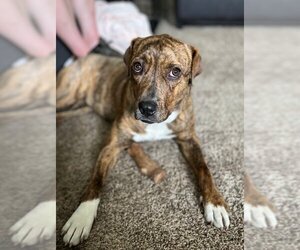 Boxer-Plott Hound Mix Dogs for adoption in Denver, CO, USA