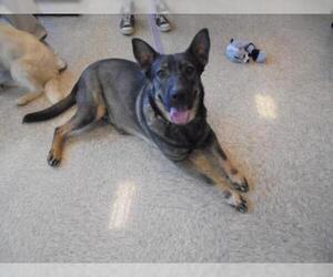 Mutt Dogs for adoption in Gun Barrel City, TX, USA