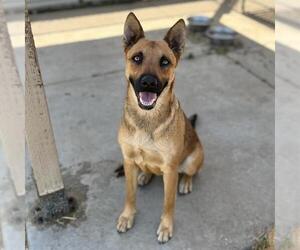 Mutt Dogs for adoption in Modesto, CA, USA