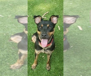 Doberman Pinscher Dogs for adoption in Southampton, NY, USA