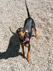 Miniature Pinscher Dogs for adoption in Mukwonago, WI, USA
