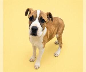 American Pit Bull Terrier-Unknown Mix Dogs for adoption in HESPERIA, CA, USA
