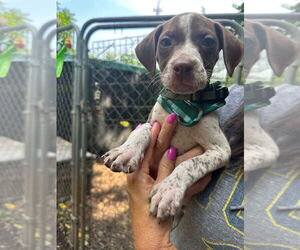 American Staffordshire Terrier-German Shorthaired Pointer Mix Dogs for adoption in Lawrenceville, NJ, USA