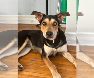 Doberman Pinscher-Unknown Mix Dogs for adoption in Los Angeles, CA, USA