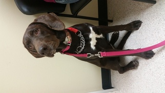 German Shorthaired Pointer Dogs for adoption in Mount, vernon, AR, USA
