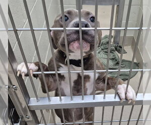 Mutt Dogs for adoption in Decatur, IL, USA