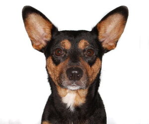Mutt Dogs for adoption in Oakland Park, FL, USA