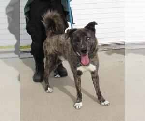 Dutch Shepherd -Unknown Mix Dogs for adoption in Louisville, KY, USA