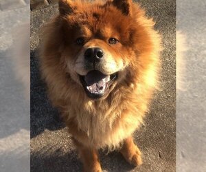 Chow Chow Dogs for adoption in COLUMBIA, MD, USA