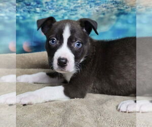 Mutt Dogs for adoption in Lakewood, CO, USA