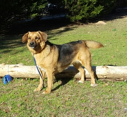 Medium Photo #1 German Shepherd Dog-Unknown Mix Puppy For Sale in Social Circle, GA, USA