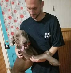 Weimaraner Dogs for adoption in Lewistown, PA, USA