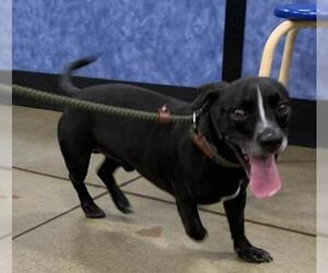 Bo-Dach Dogs for adoption in Batavia, OH, USA