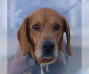 Mutt Dogs for adoption in San Antonio, TX, USA