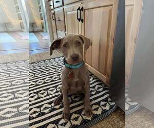 Unknown-Weimaraner Mix Dogs for adoption in Spring Lake, NC, USA