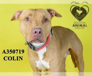 American Pit Bull Terrier Dogs for adoption in Stockton, CA, USA