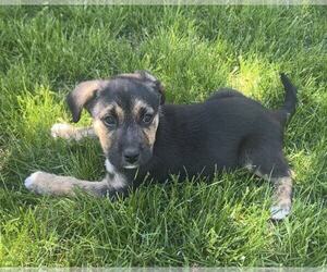 Mutt Dogs for adoption in Plainfield, IL, USA
