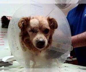 Cheeks Dogs for adoption in Martinez, CA, USA