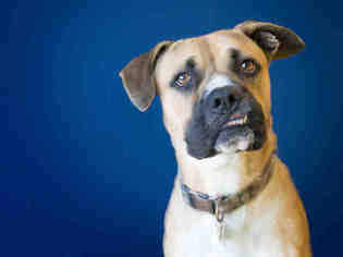 Boxer Dogs for adoption in Norfolk, VA, USA