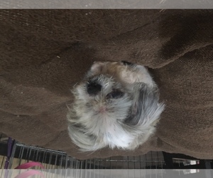 Shih Tzu Dogs for adoption in Dripping Springs, TX, USA