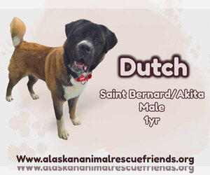 Akita-Saint Bernard Mix Dogs for adoption in Anchorage, AK, USA